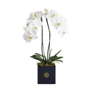 Phalaenopsis Orchid Real Touch White in Black Acrylic Square Pot