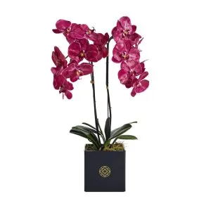 Phalaenopsis Orchid Real Touch Fuschia in Black Acrylic Square Pot