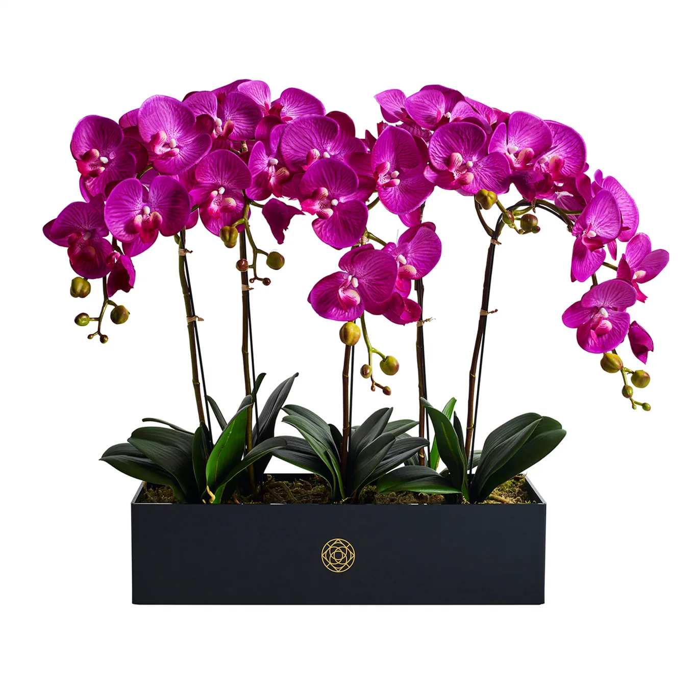 Phalaenopsis Orchid Real Touch Magenta in Black Acrylic Rectangle Pot